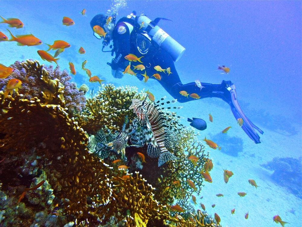 Scuba diving in the Great Barrier Reef, Australia reveals a vibrant underwater world filled with colorful coral, exotic marine life, and unforgettable ocean beauty (Source: Freepik)